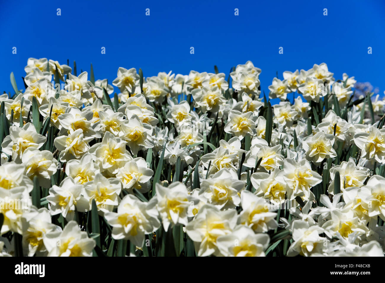 White narcissuses against a blue sky, Sweden. Stock Photo