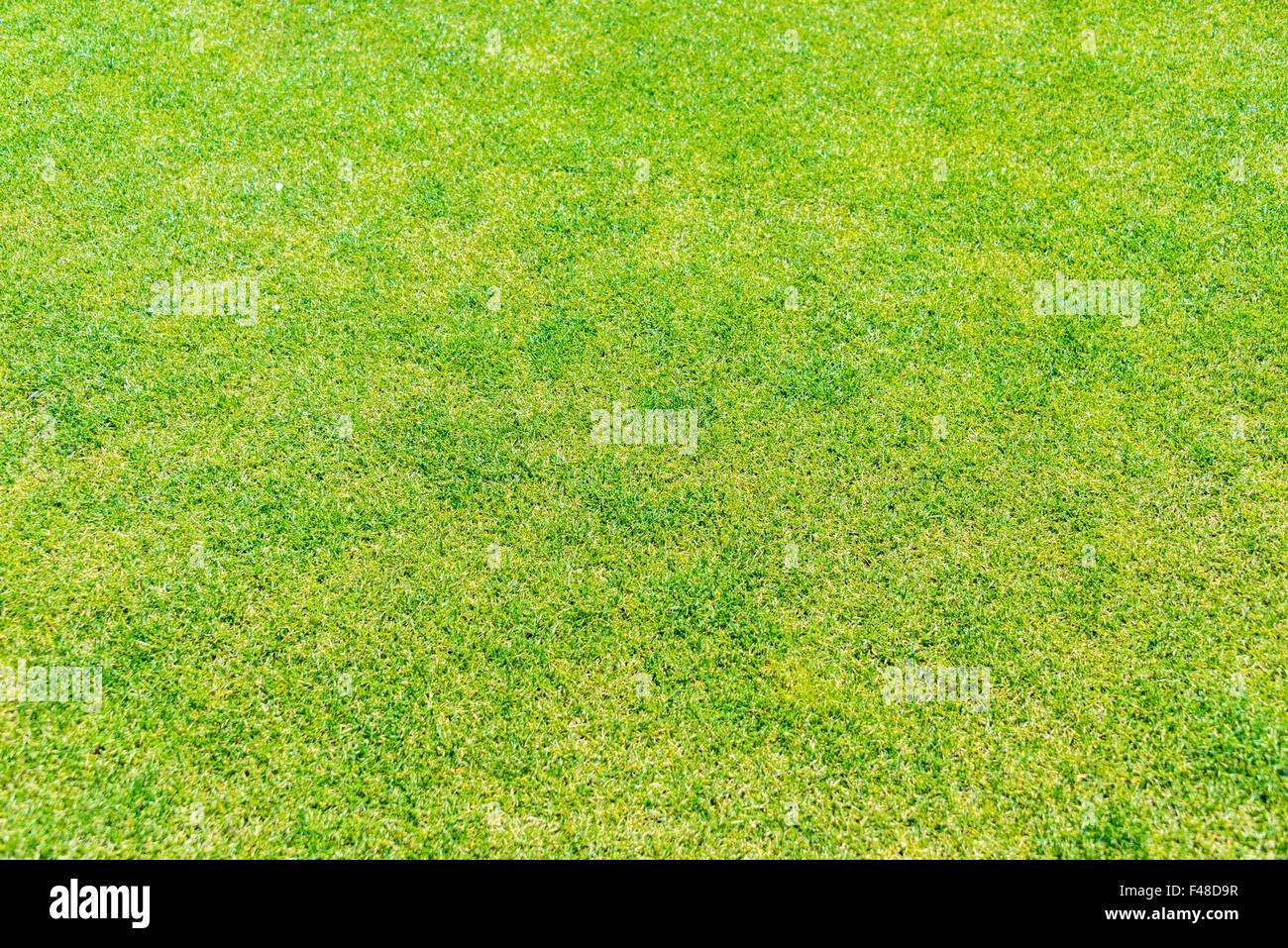 Close up of green grass for your background Stock Photo - Alamy
