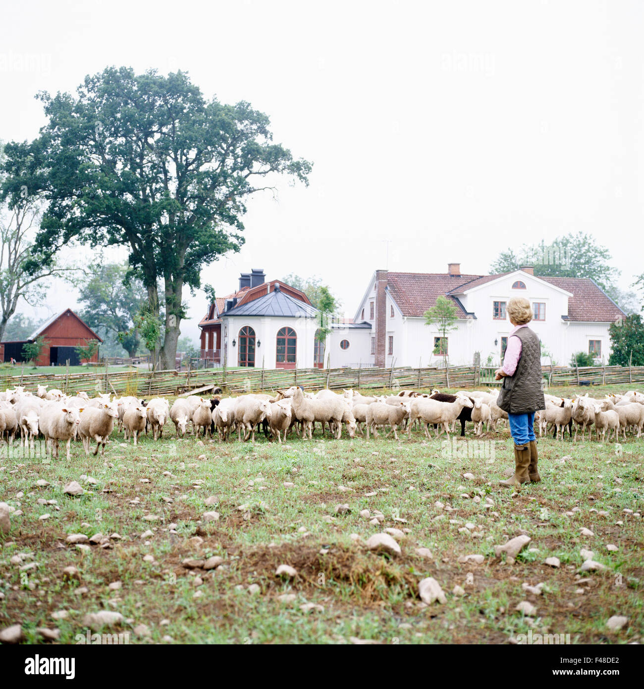 Woman with a flock of sheep, Sweden. Stock Photo