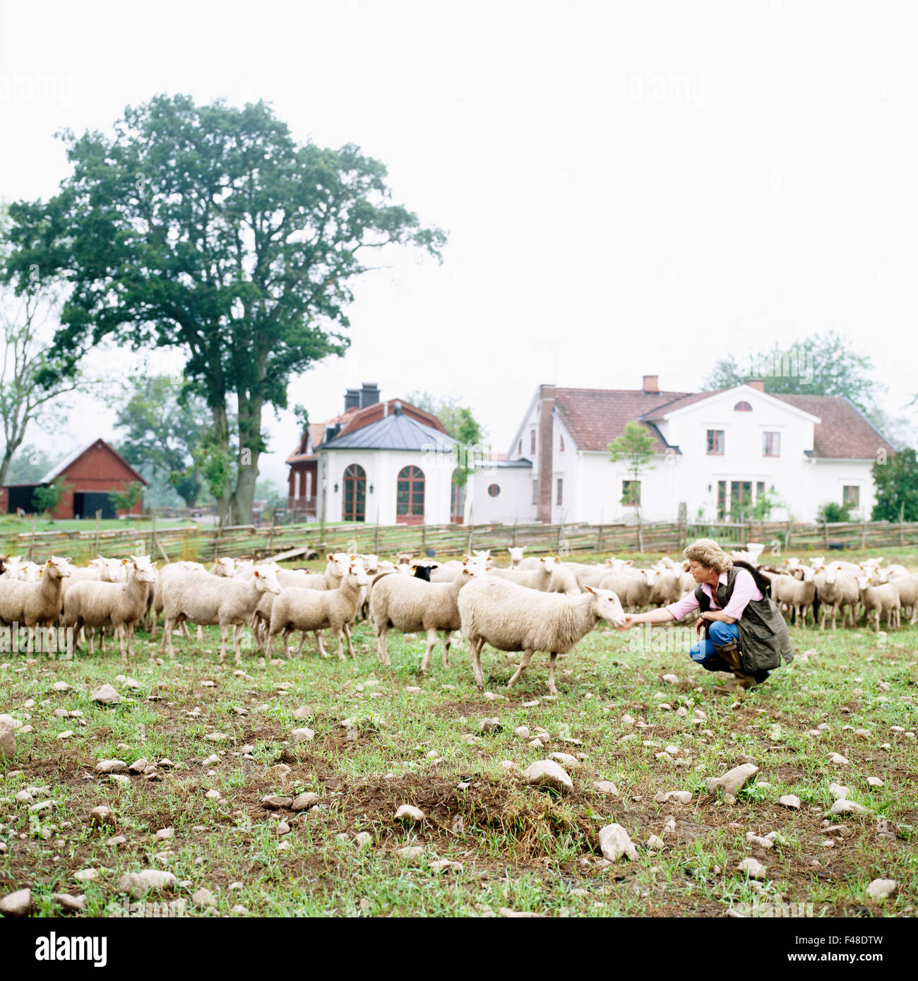 Woman with a flock of sheep, Sweden. Stock Photo