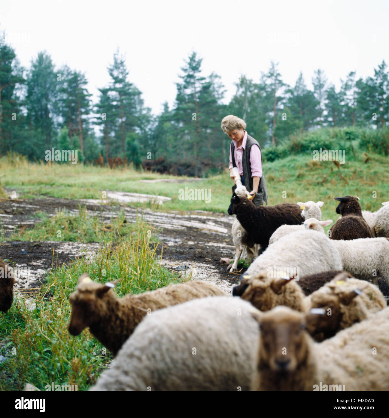 Woman with a flock of sheep, Sweden. Stock Photo