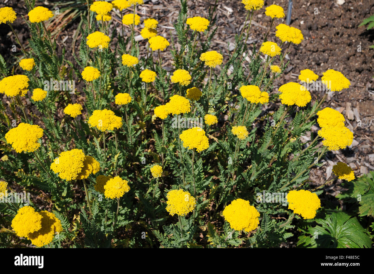 Fernleaf yarrow Stock Photo