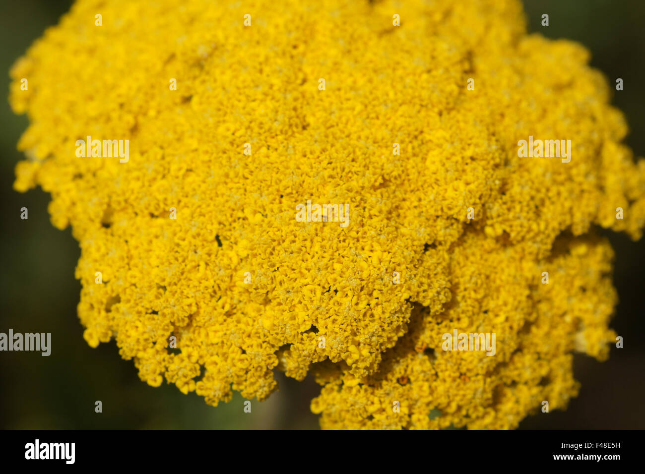 Fernleaf yarrow Stock Photo