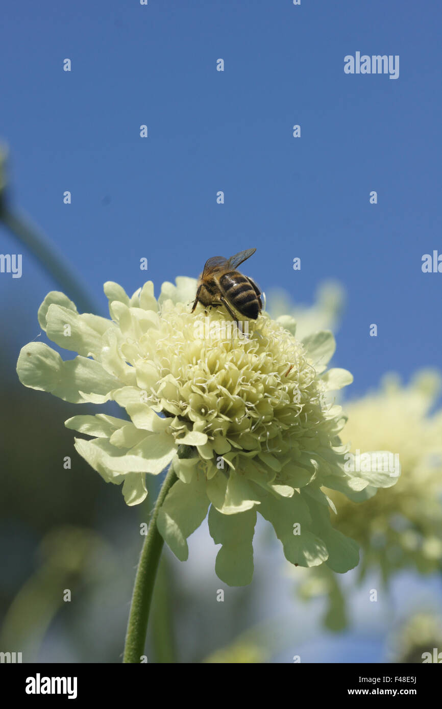 Giant scabious Stock Photo