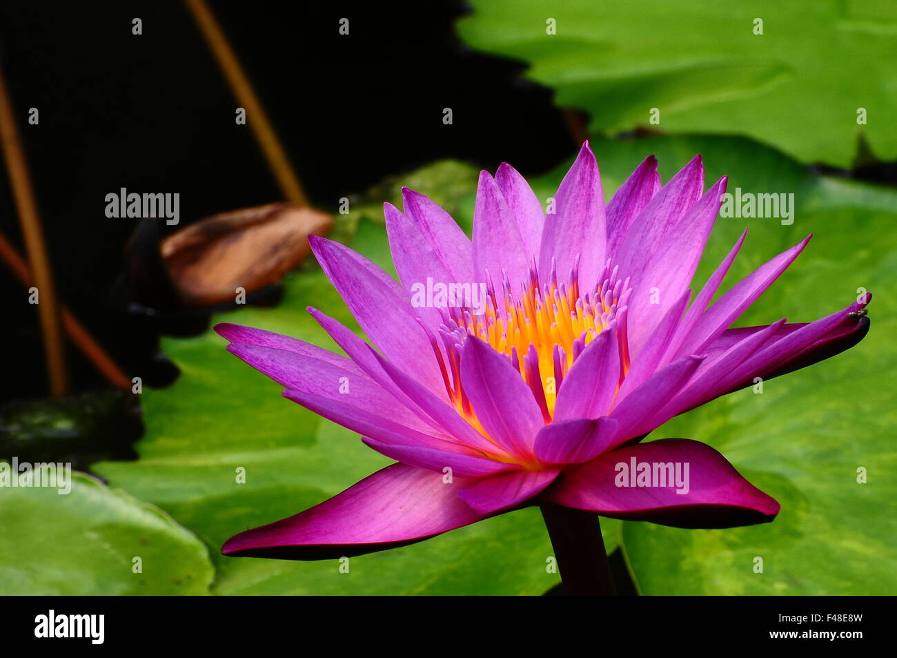 pollen of lotus flower Stock Photo - Alamy