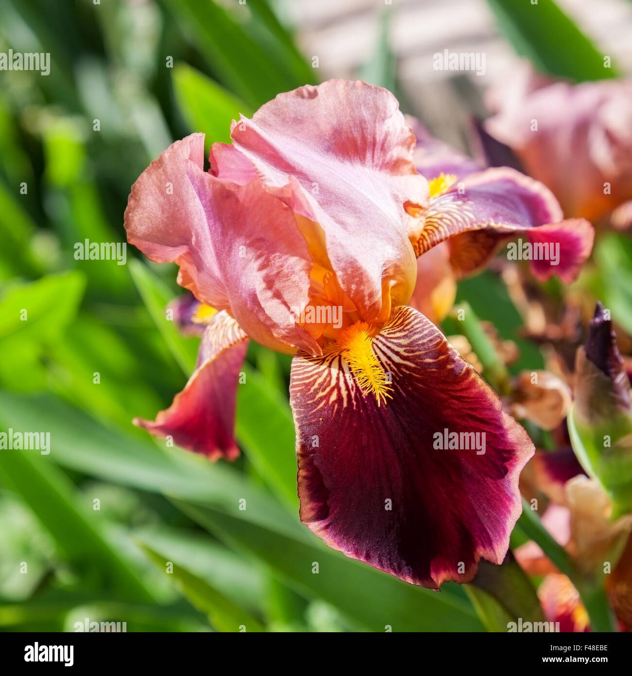 beautiful flower iris closeup. orange Stock Photo