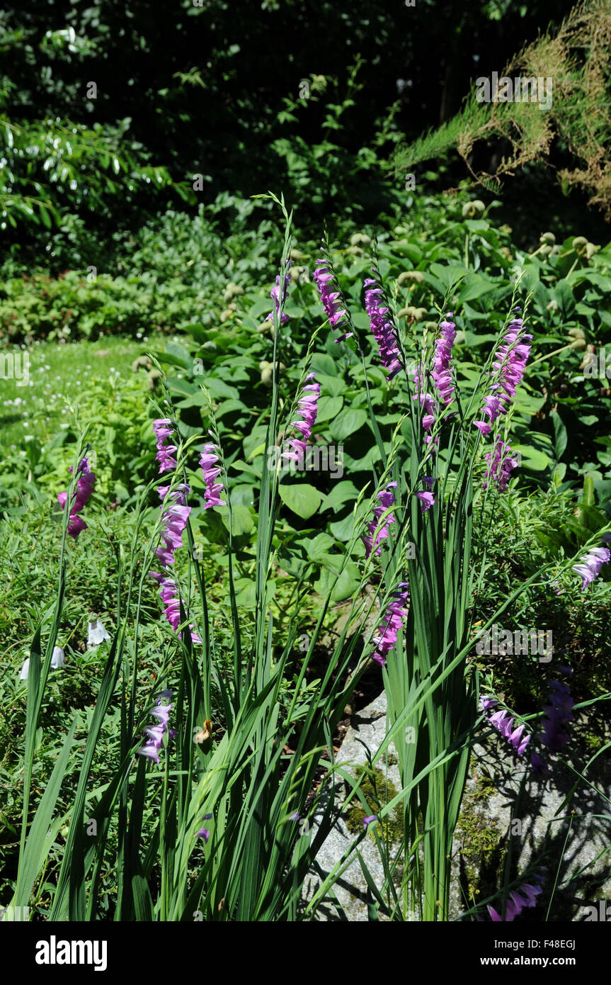 Turkish marsh gladiolus Stock Photo