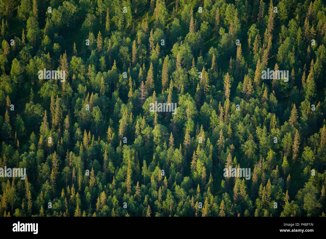 Aerial view of a forest, Sweden. Stock Photo