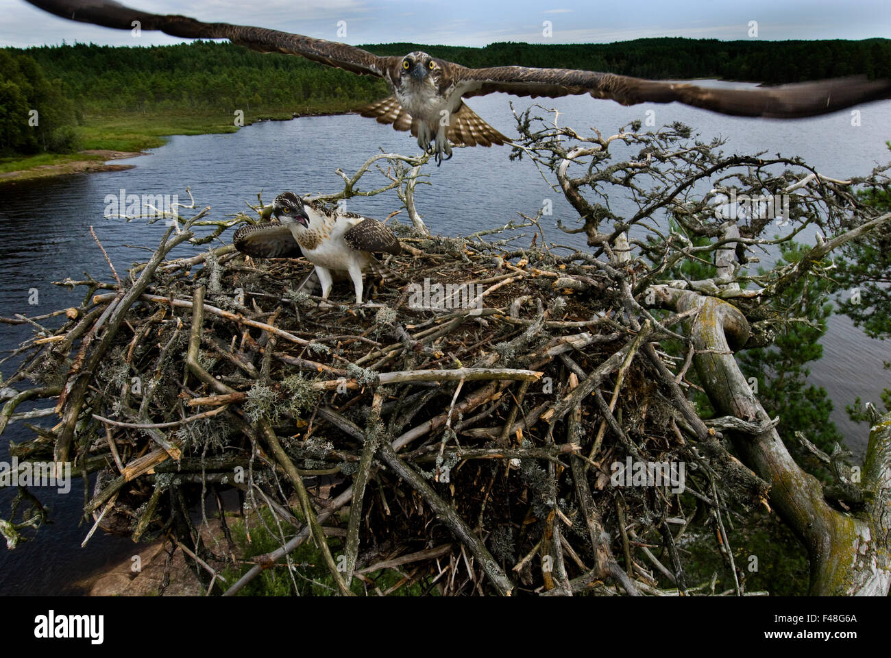 Ospreys in their nest, Norway. Stock Photo