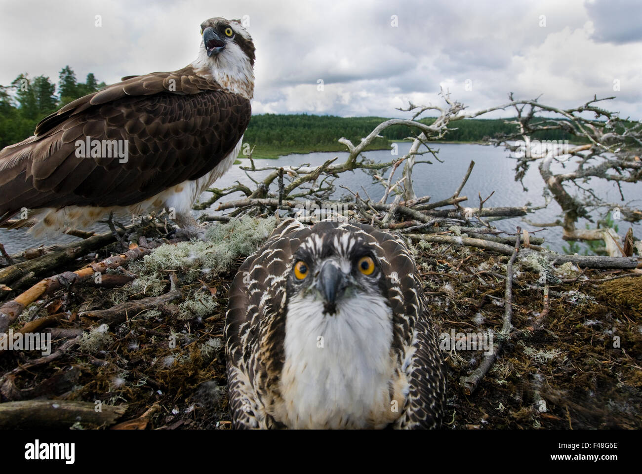 Ospreys in their nest, Norway Stock Photo Alamy