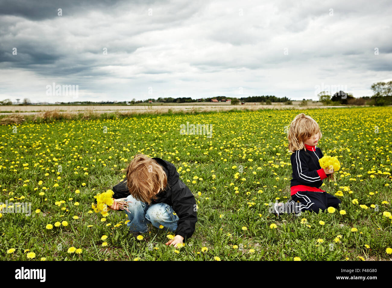 Two boys picking flowers, Sweden Stock Photo Alamy