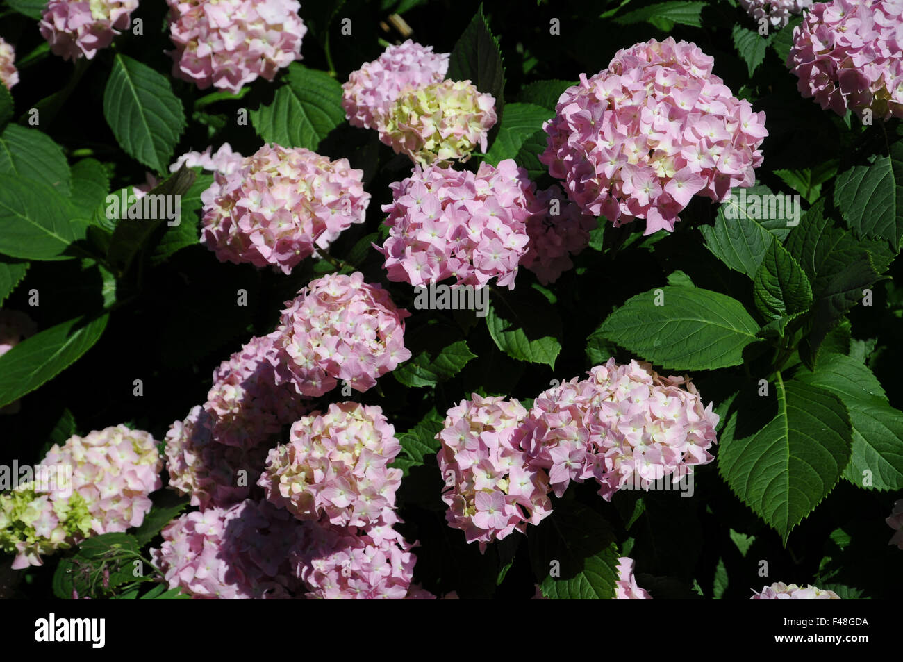 Hortensie Hydrangea Macrophylla Bauernhortensie High Resolution Stock ...