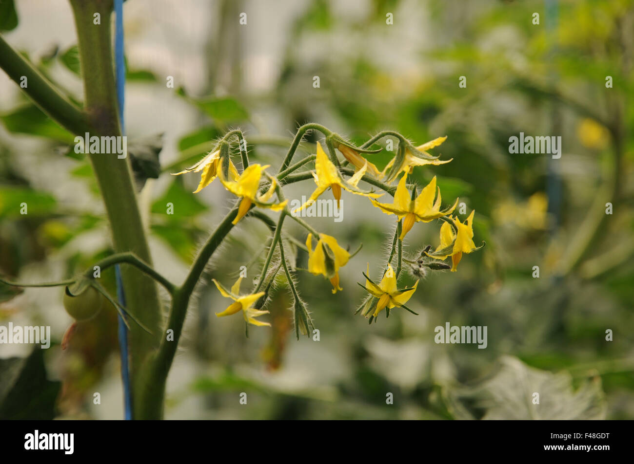 Tomato Stock Photo