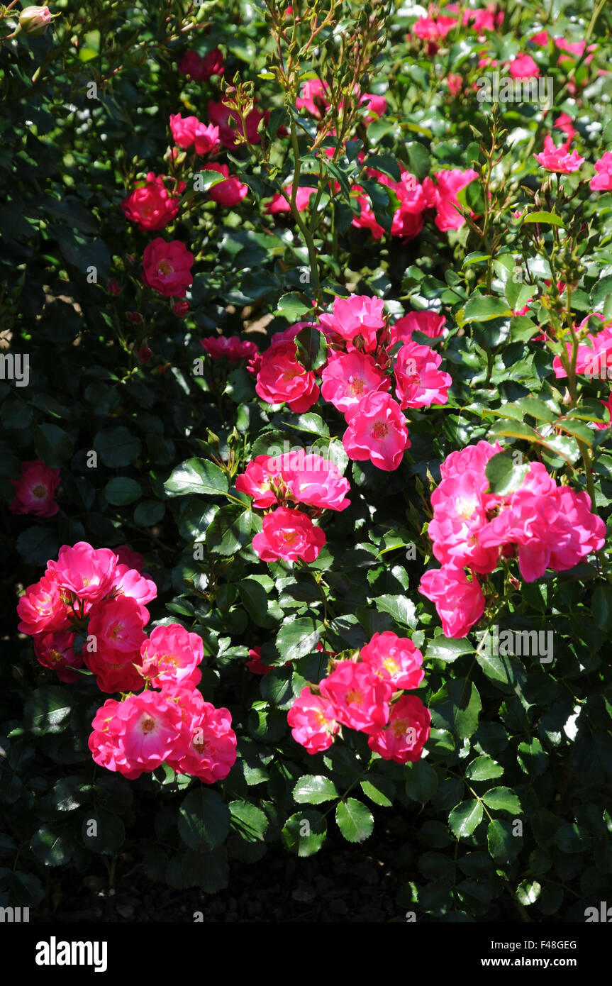 Hybrid-rose Stock Photo