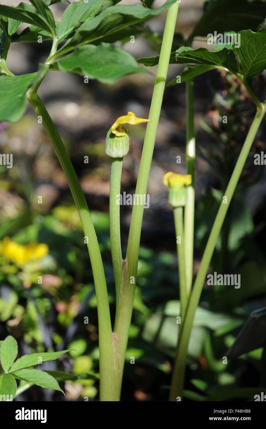 Yellow cobra lily Stock Photo