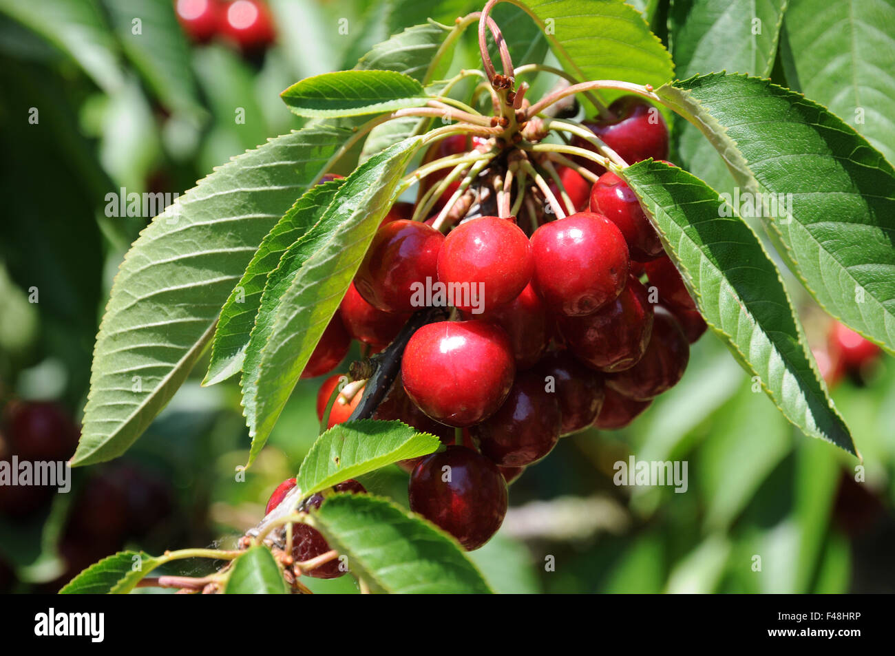 Sweet cherry tree Stock Photo Alamy