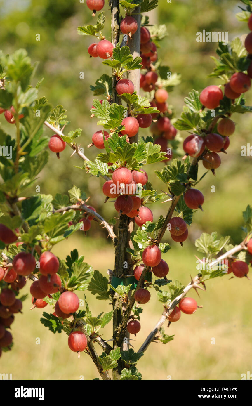 Gooseberry Stock Photo