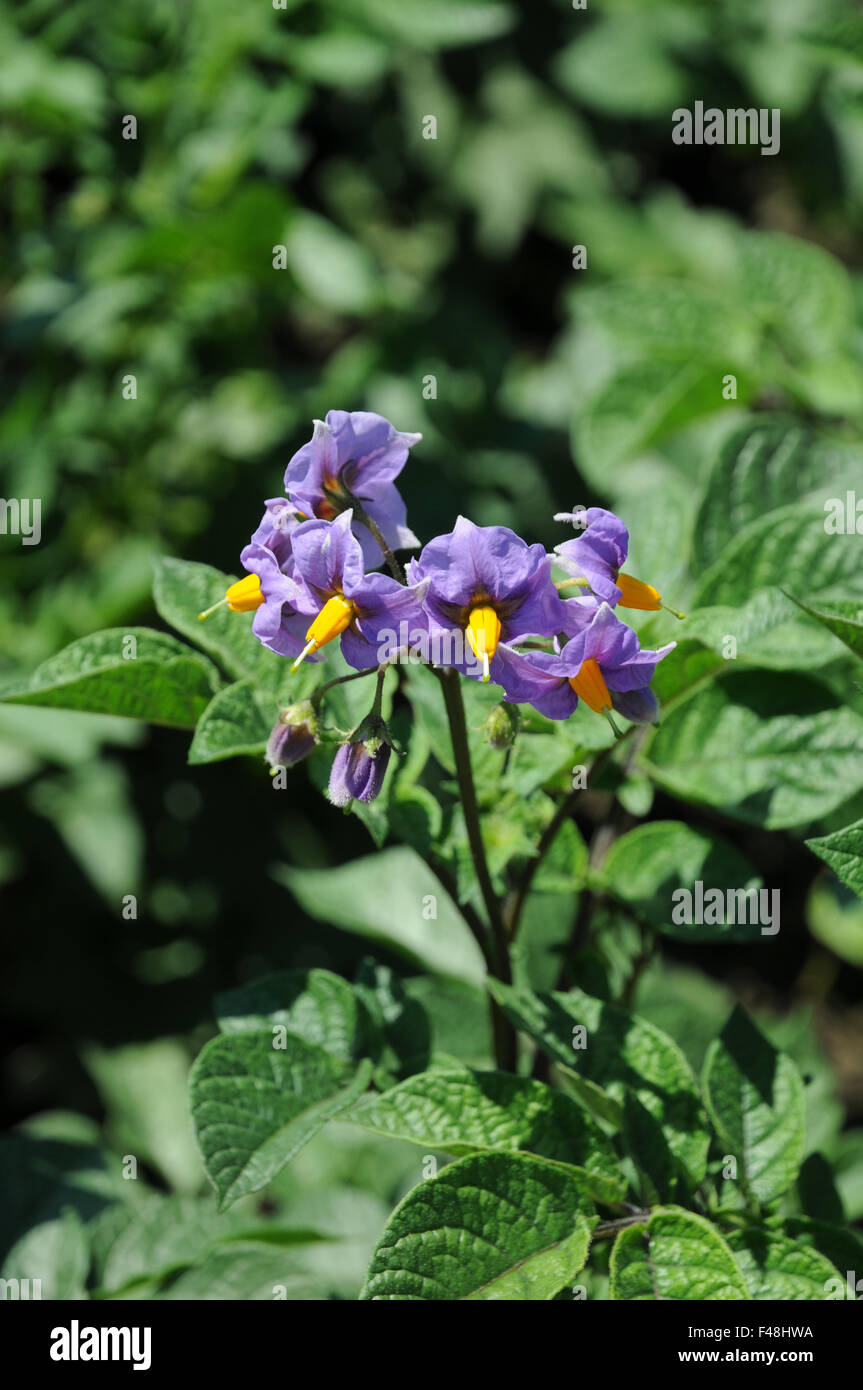 Flowering potato plant hi-res stock photography and images - Alamy