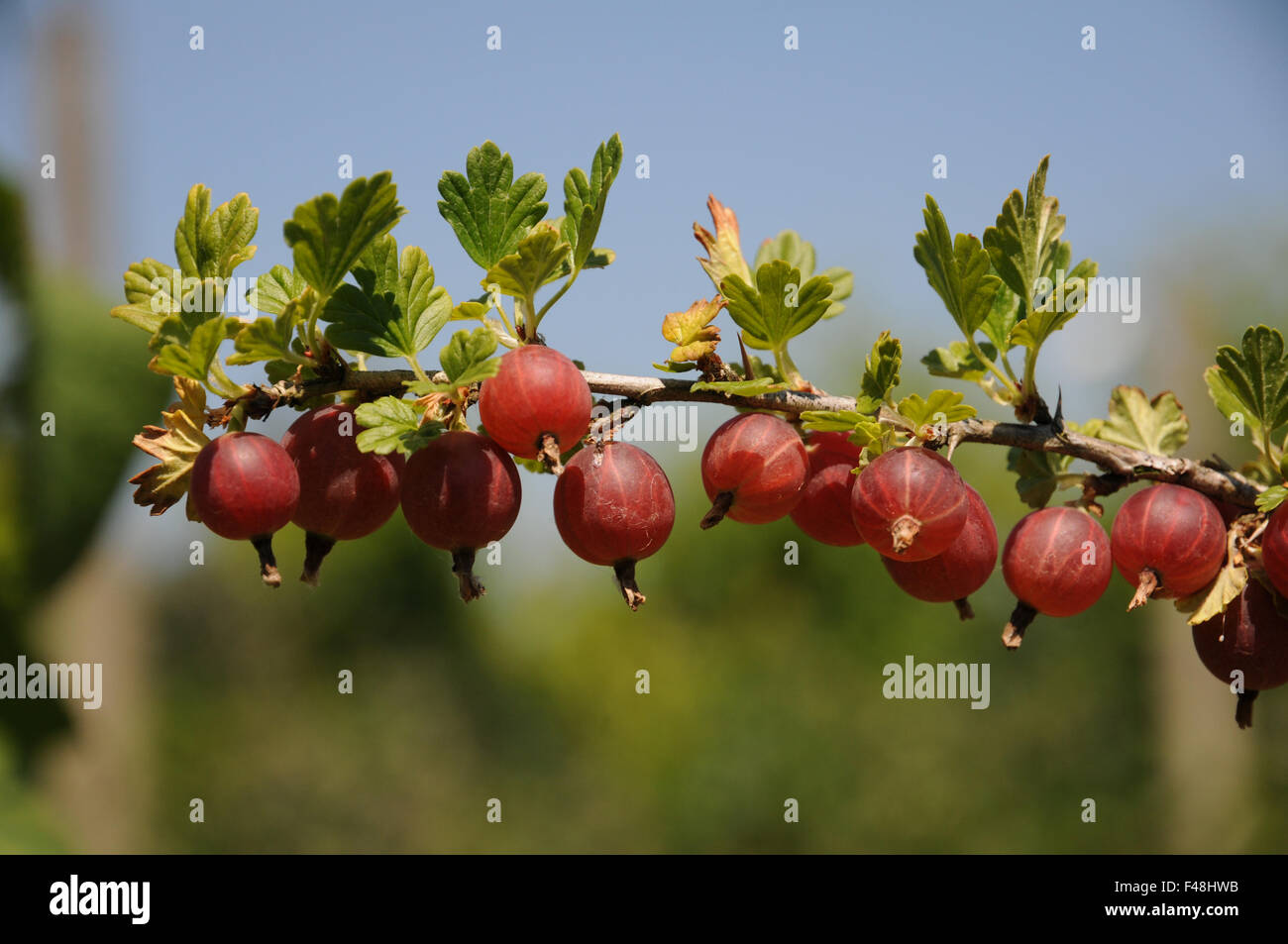 Gooseberry Stock Photo