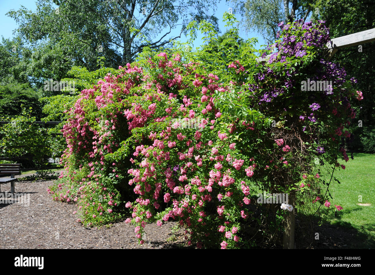 Shrub rose Stock Photo
