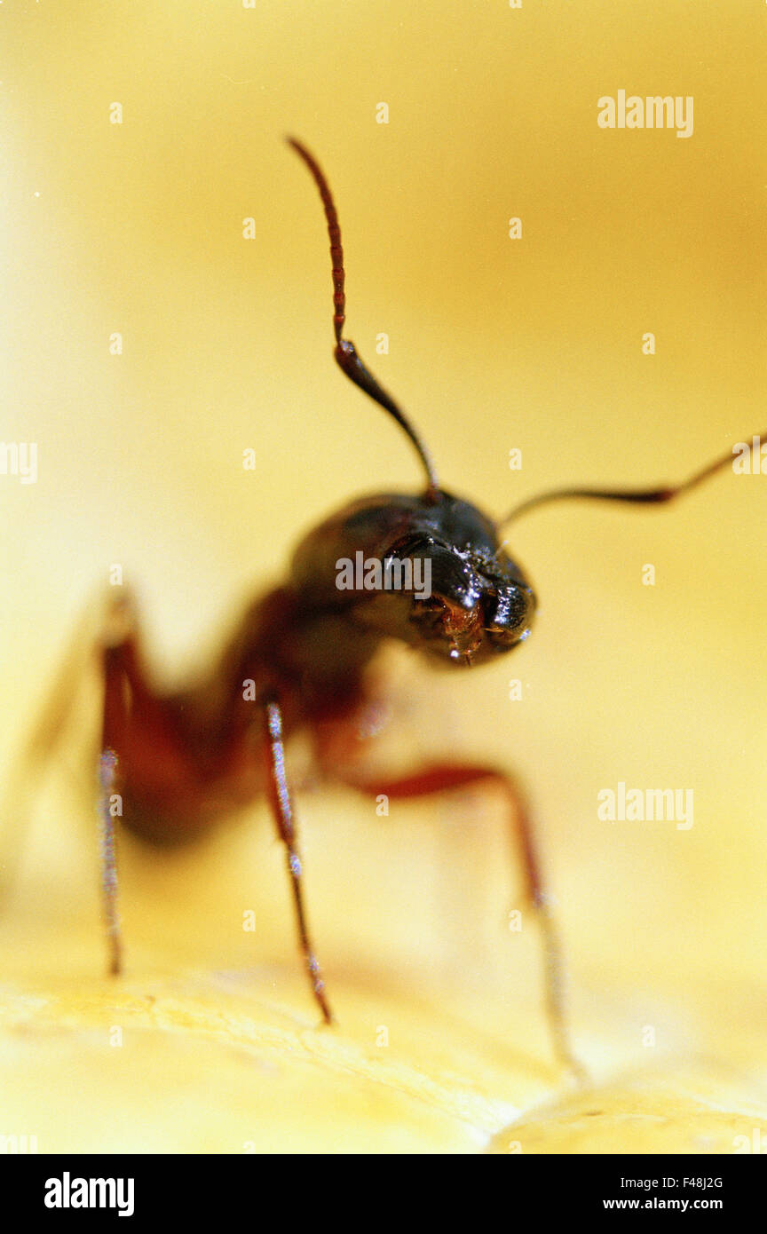 Rechtdoor verhaal Factuur ant antenna big bite carpenter ants color image day diligent front view  Haninge head hymenoptera insect leaf leg low section Stock Photo - Alamy