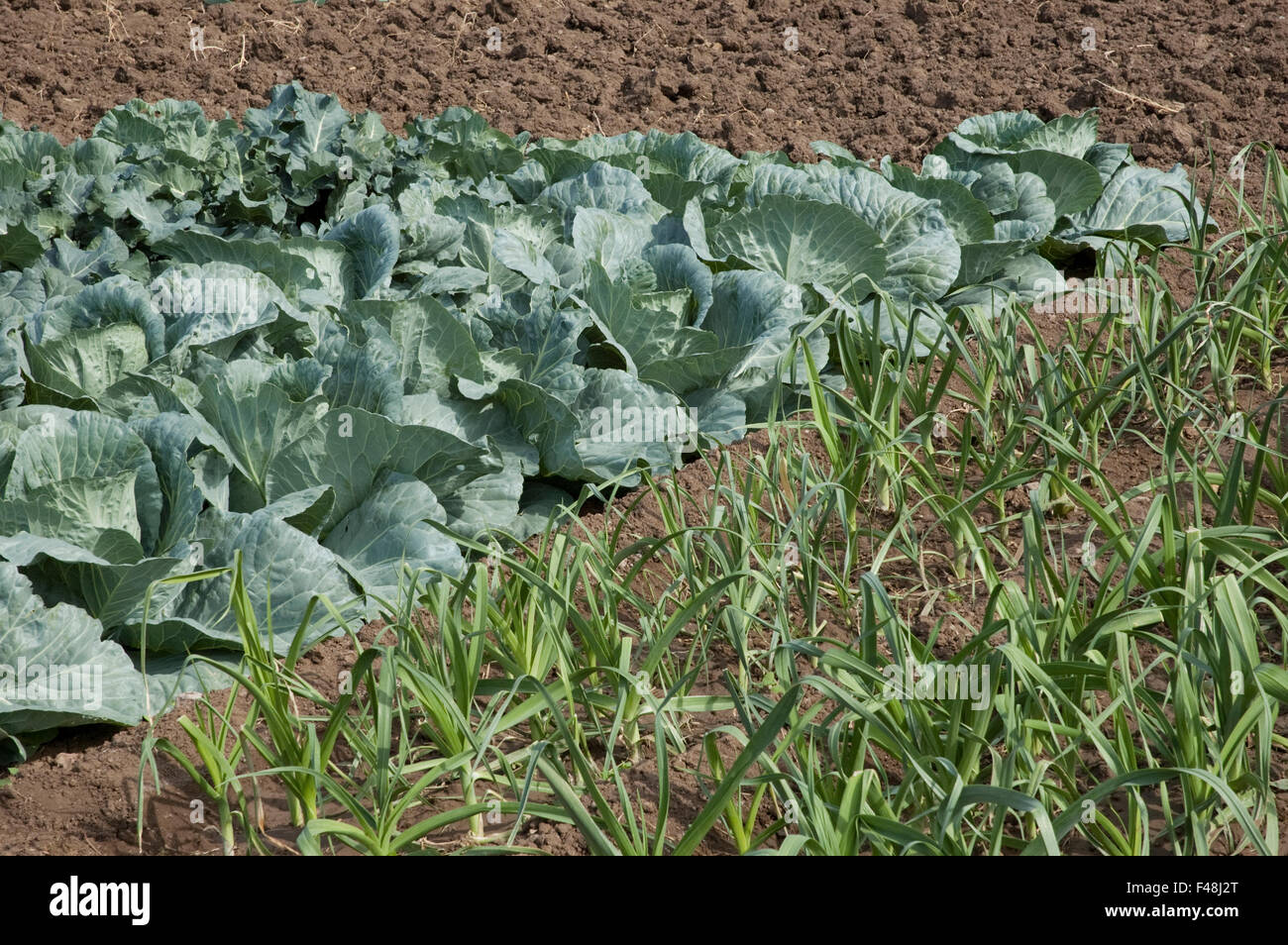 Organic cabbages vegetable plants growing in a vineyard's fertile soil next to fresh raw onions
