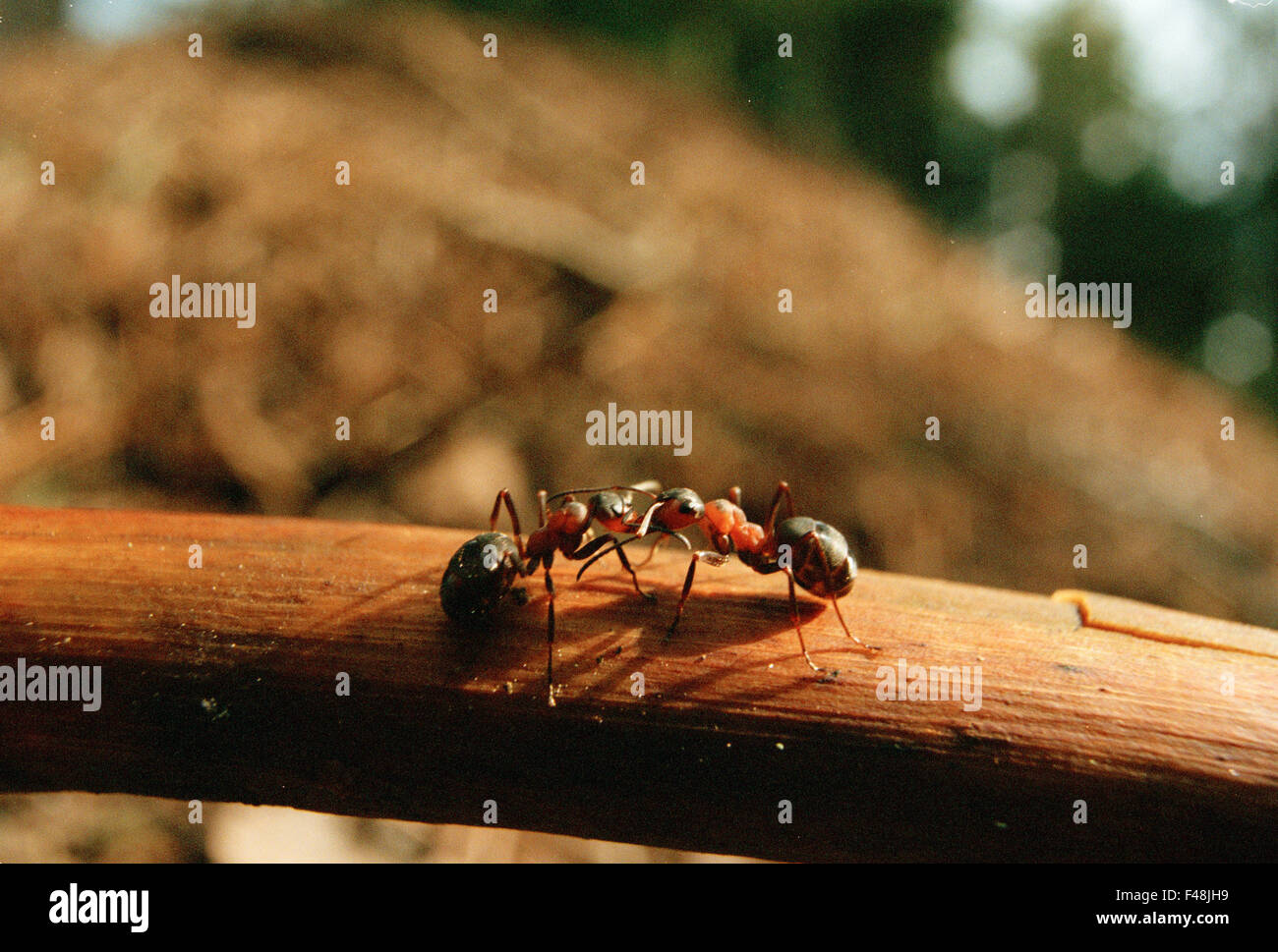 ant anthill antenna black close to nature color image day environment