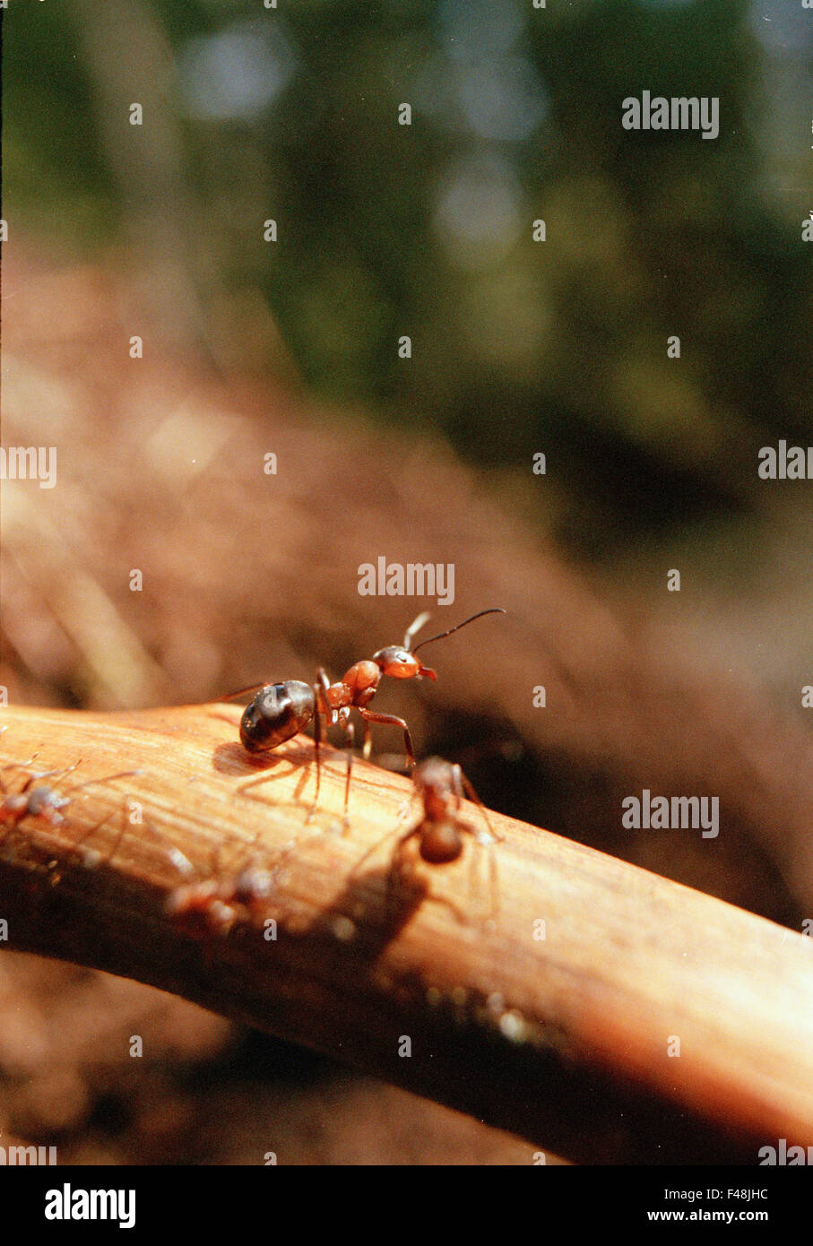 ant anthill antenna black close to nature color image day environment
