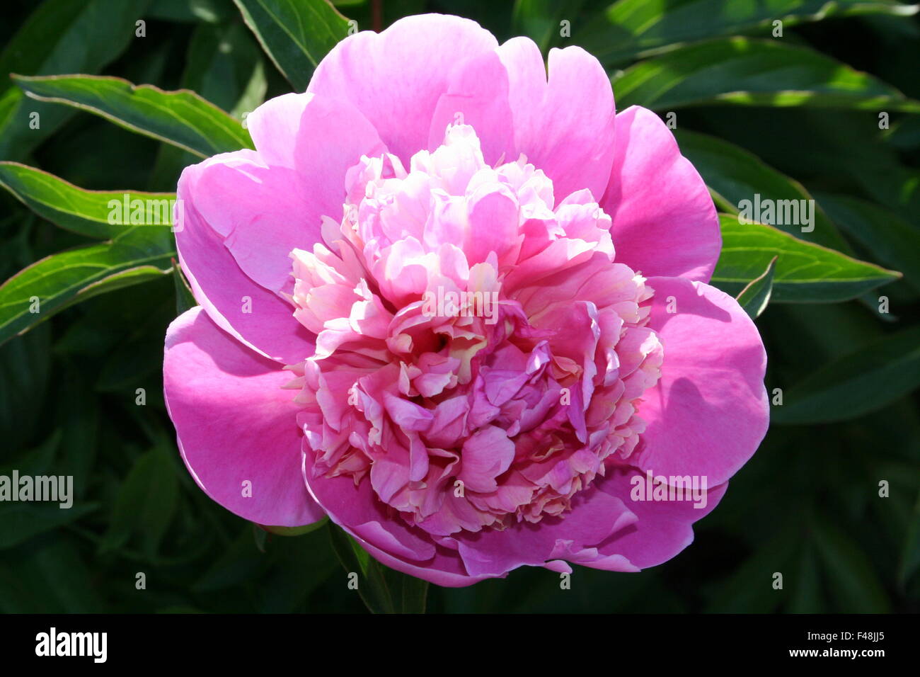 Closeup of beautiful blooming pink peony flower background Stock Photo ...