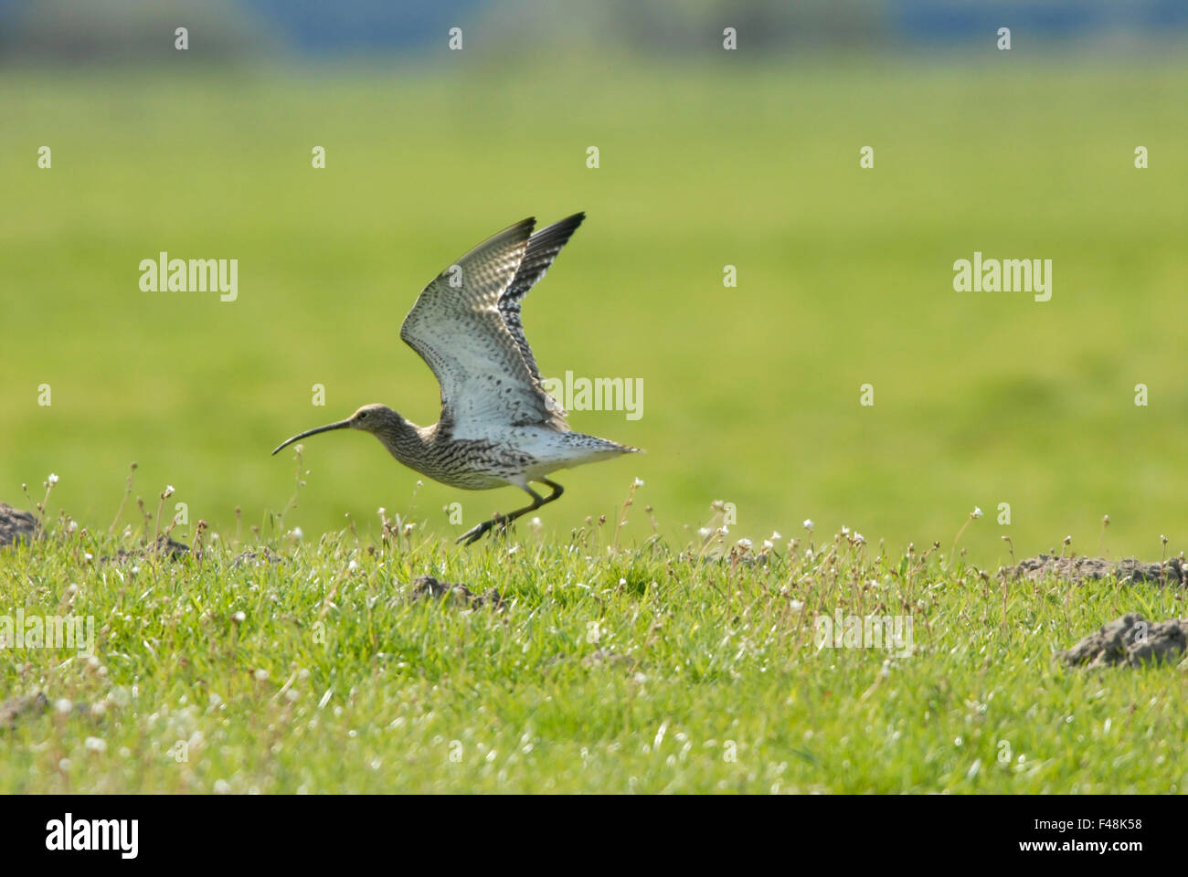 A Curlew on a field Stock Photo