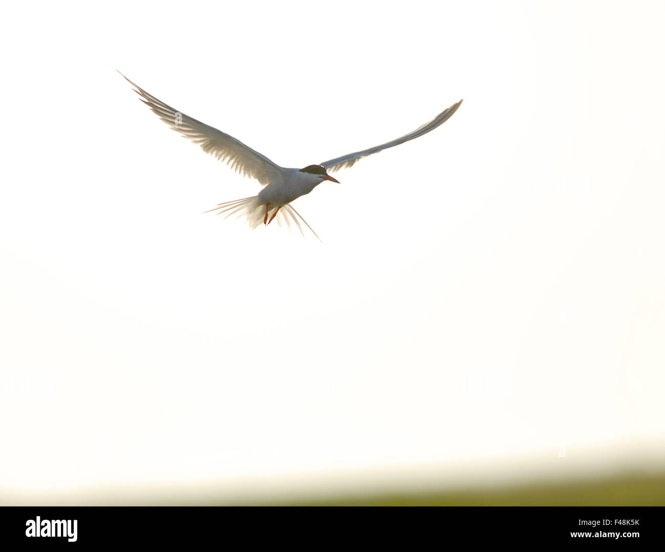 A common tern in the air Stock Photo