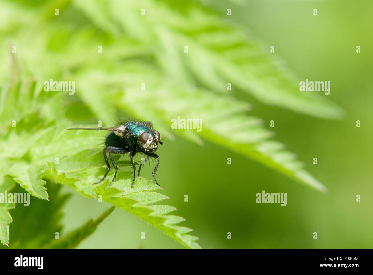 Blowfly on a fern Stock Photo