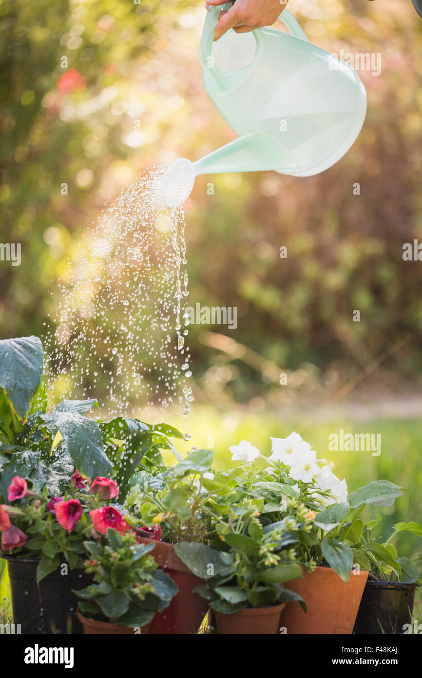 Watering can pouring water over flowers Stock Photo Alamy