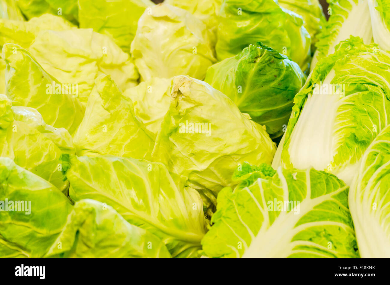 Pointed cabbage Stock Photo