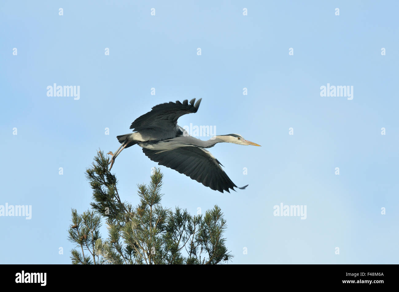 air bird color image day escape flying grey heron heron horizontal midair nature no people outdoors Scandinavia Solna Sweden Stock Photo