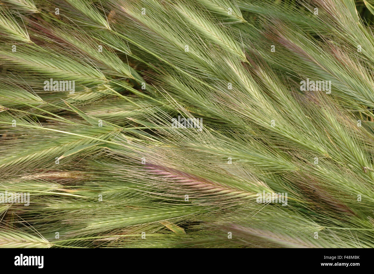 Wall barley grass Hordeum murinum closeup view. Stock Photo