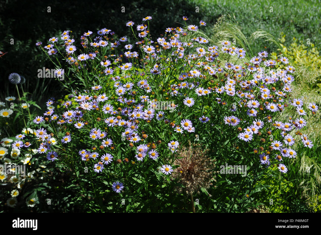 Mauve michaelmas daisy Stock Photo