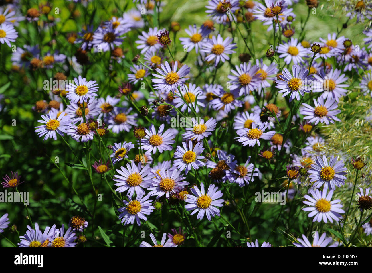 Mauve michaelmas daisy Stock Photo