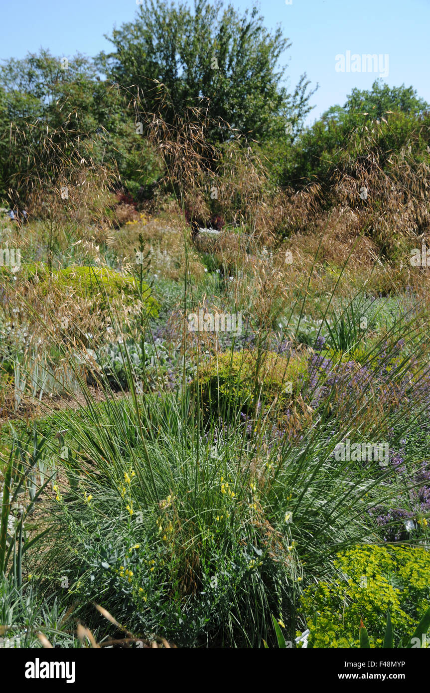 Giant feathergrass Stock Photo
