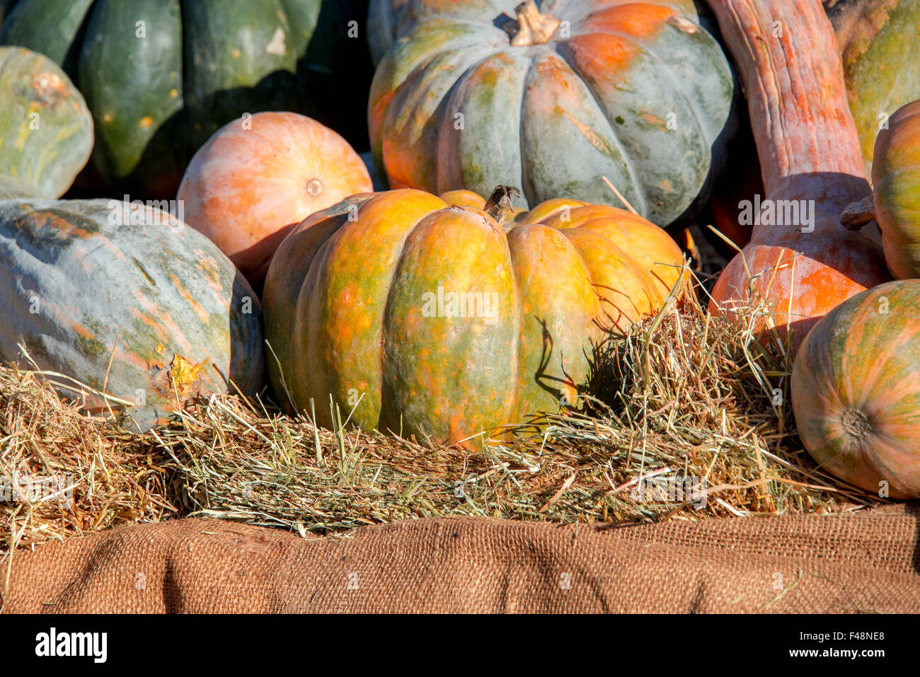 On a market stall covered with hay are exposed some fresh pumpkins ...