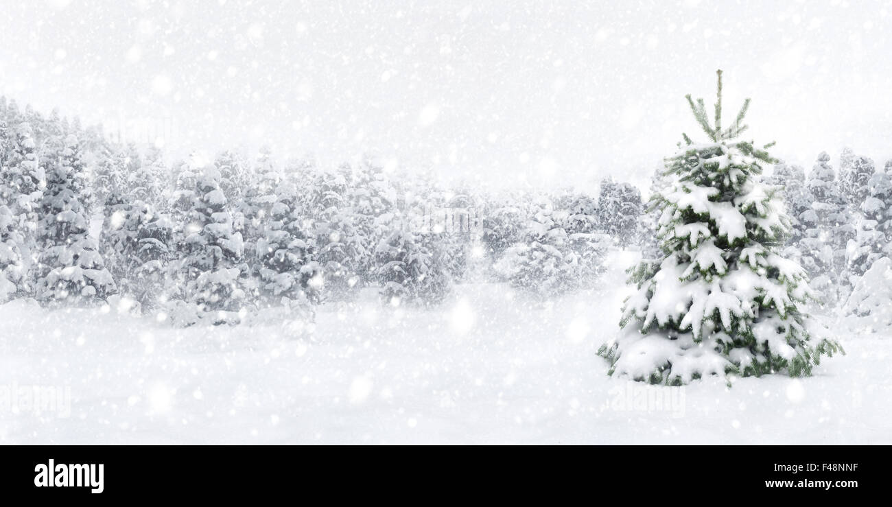 Young Fir Tree High Resolution Stock Photography and Images - Alamy