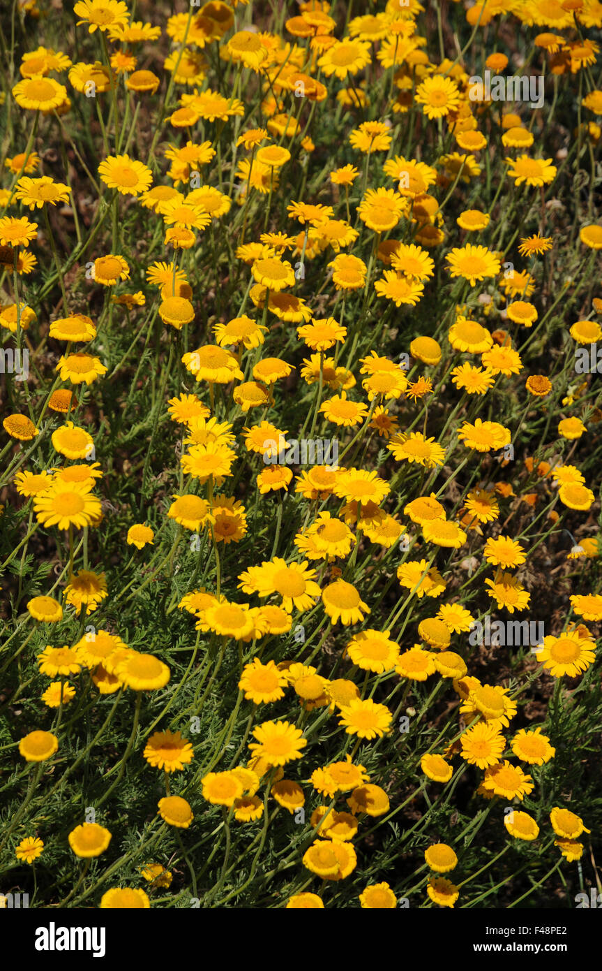 Yellow chamomile Stock Photo