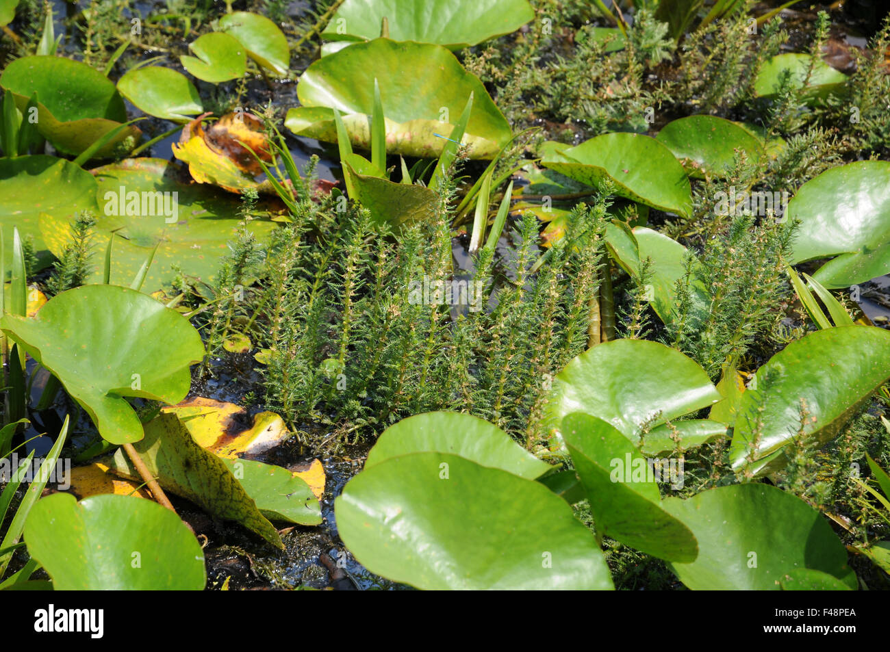 Hornwort High Resolution Stock Photography and Images - Alamy