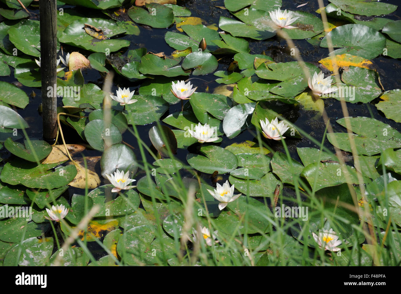 Gartenteich blumen hires stock photography and images Alamy