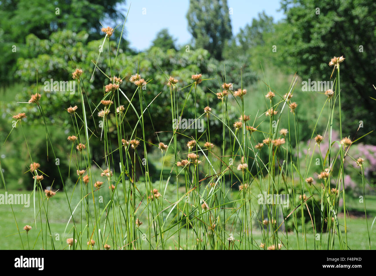 Tawny cottongrass Stock Photo