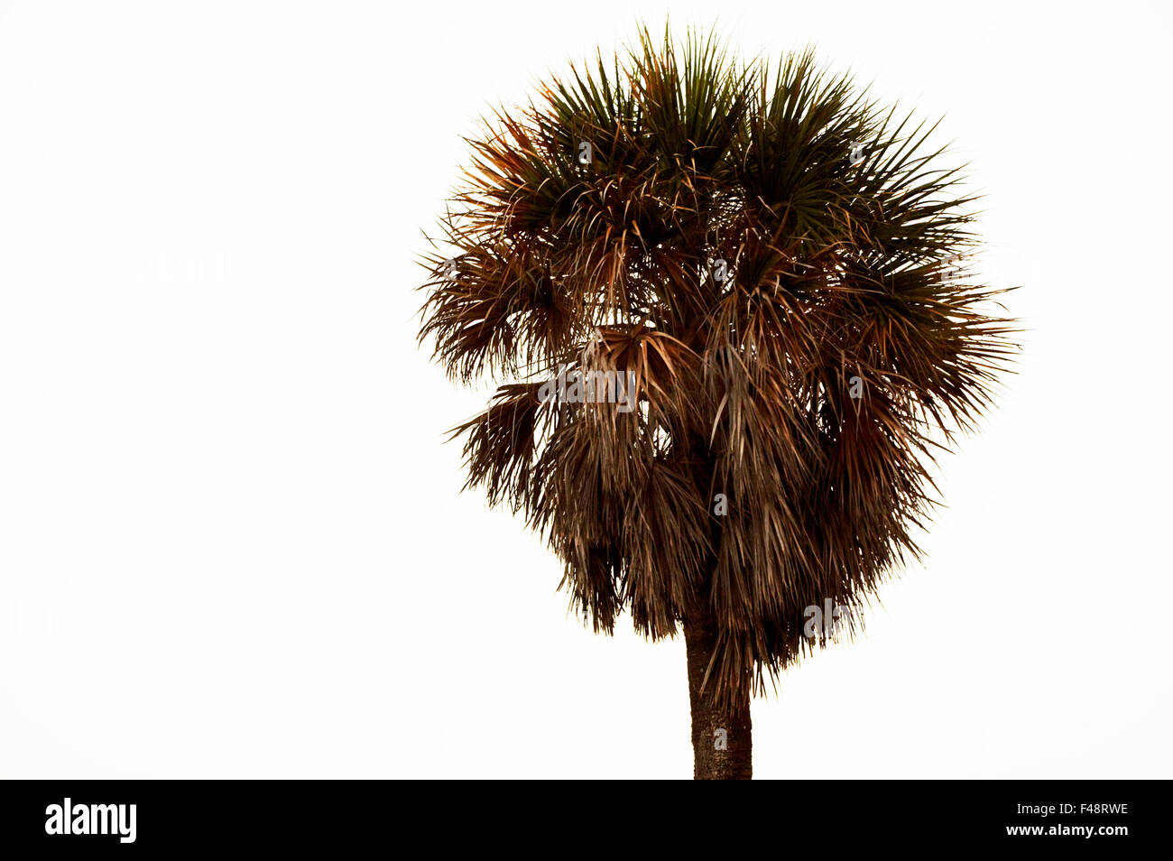 Palm tree against a white sky, USA. Stock Photo