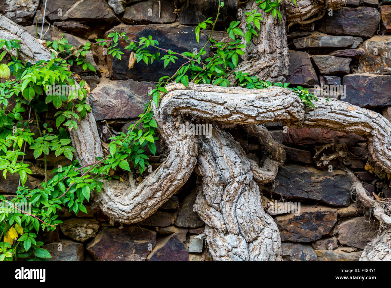 Age, gnarled tree trunk, grows along a stone wall, vineyard near Bacharach, Rheingau, Upper Middle Rhine Valley Stock Photo