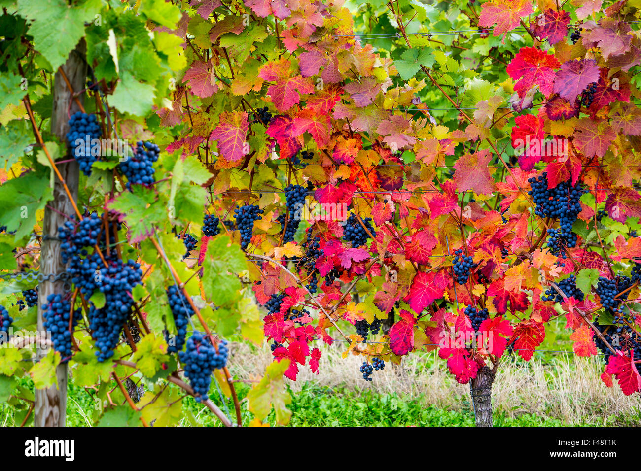 Fall,%20grapes%20in%20a%20vineyard,%20ripe,%20before%20harvest,%20Bacharach,%20Rhine%20valley,%20%20Germany%20Stock%20Photo%20-%20Alamy