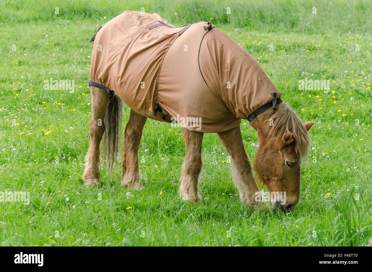 Breeding blanket hires stock photography and images Alamy
