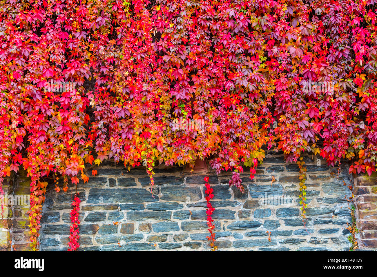 Red ivy leaves in a vineyard near Bacharach, UNESCO world heritage site, Upper Middle Rhine Valley Stock Photo